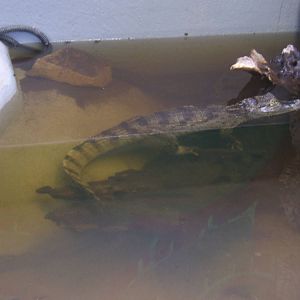 Spectacled Caiman