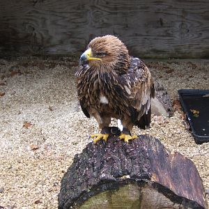 African Tawny Eagle (Aquila rapax belisarius)