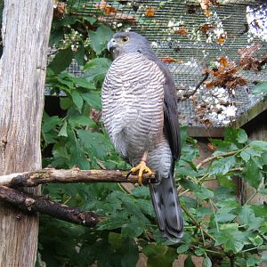 African Goshawk