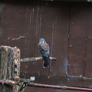 American kestrel