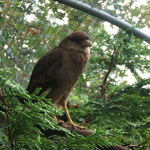 Chimango Caracara