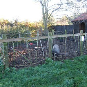 View of Domestic Pig enclosure