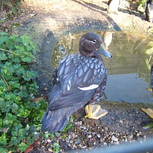 Flying Steamer Ducks