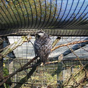 Northern Hawk Owl