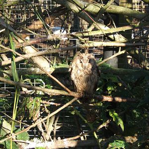 Long-eared Owl