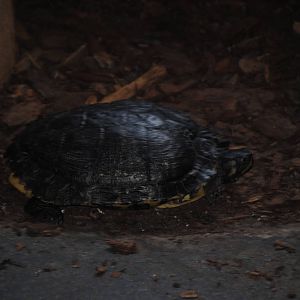 Arrau Turtle