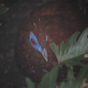 Lesser Bornean Crested Fireback (L. i. ignita).