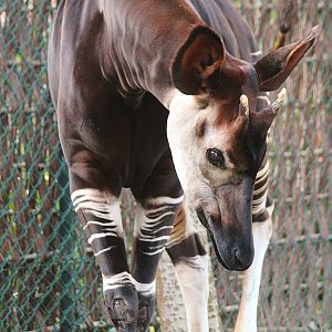 Okapi