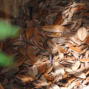 South Eastern 5 lined Skink