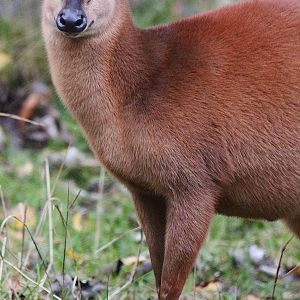 Red Forest Duiker