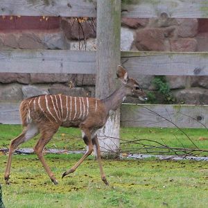 Lesser Kudu calf