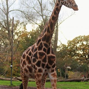 Rothschild Giraffe