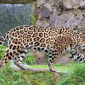 Jaguar