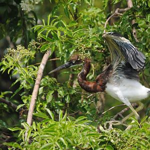 Tricolored Heron