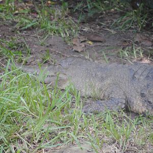 West African Slender-Snouted Crocodile