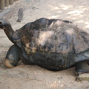 Galapagos Giant Tortoise
