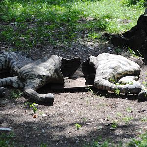 Zebra Carcass Feeder