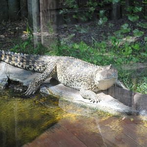 Cuban Crocodile