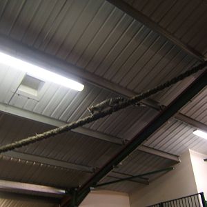 European Genet in action