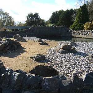 Black-footed Penguin enclosure