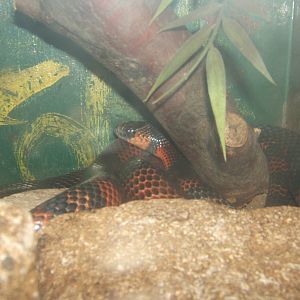 Honduran Milk Snake