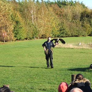 Hooded Vulture and falconer