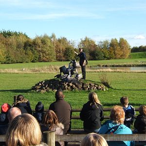 Ruppell`s and Hooded Vulture`s and falconer