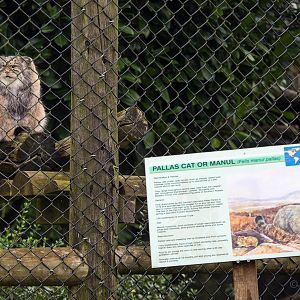 Pallas cat (enclosure, signage) : Howletts : 14 Oct 2014