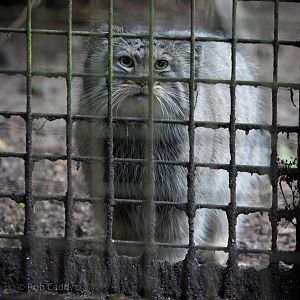 Pallas cat : Howletts : 14 Oct 2014