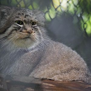 Pallas cat : Howletts : 14 Oct 2014