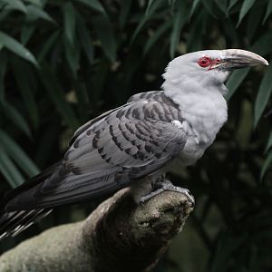 Channel-billed Cuckoo (Scythrops novaehollandiae)
