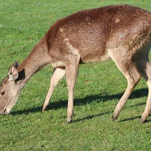 Timor Deer