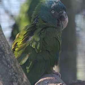Blue Headed Macaw