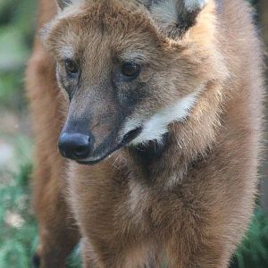 Maned Wolf