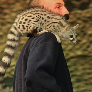 European Genet