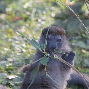 Bamboo Lemur