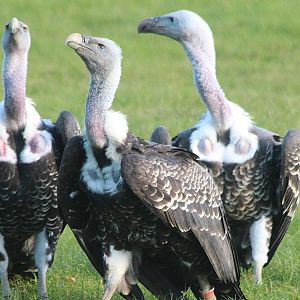 Ruppell's Griffon Vultures
