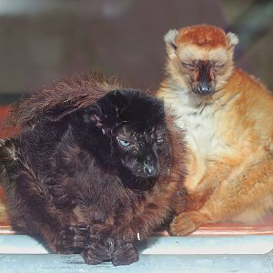 Blue Eyed Black Lemur pair