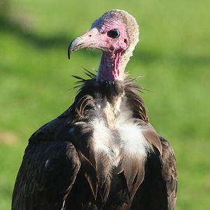 Hooded Vulture