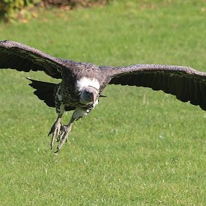 Griffon Vulture in flight