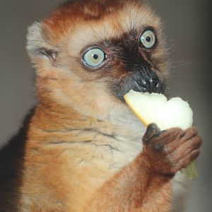 Blue Eyed Black Lemur (female)