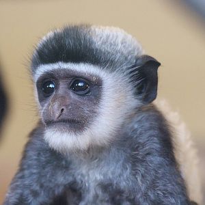 Baby Colobus