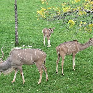 Kudu