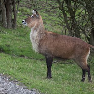 Defassa waterbuck : Port Lympne : 15 Oct 2014