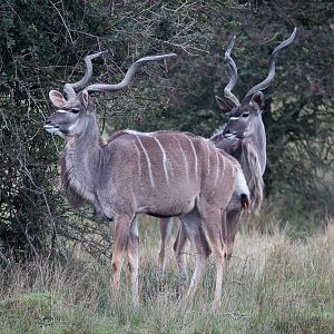 Greater kudu : Port Lympne : 15 Oct 2014