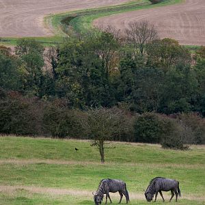 Blue wildebeest : Port Lympne : 15 Oct 2014