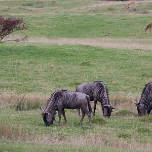 Blue wildebeest : Port Lympne : 15 Oct 2014