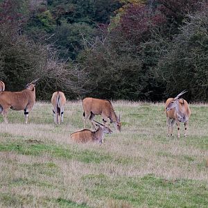 Common eland : Port Lympne : 15 Oct 2014