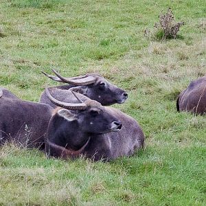 Water buffalo : Port Lympne : 15 Oct 2015