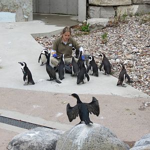 African Penguin